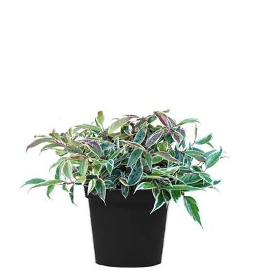 Traubenheide Whitewater 20-25cm - Leucothoe fontanesiana