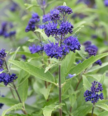 Bartblume Blue Dune 20-30cm - Caryopteris clandonensis