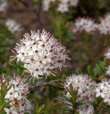 Sandmyrte 20-25cm - Leiophyllum buxifolium