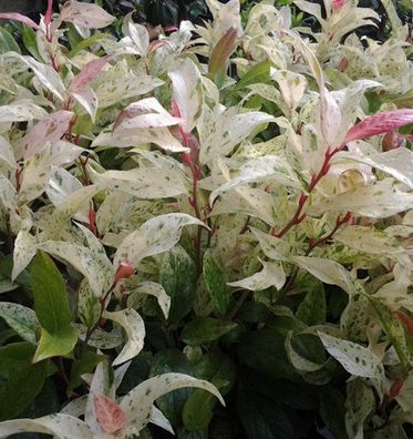 Traubenheide Hokuspokus 30-40cm - Leucothoe walteri