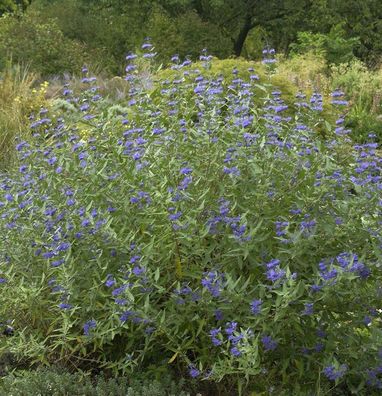 Bartblume Heavenly Blue 40-60cm - Caryopteris clandonensis