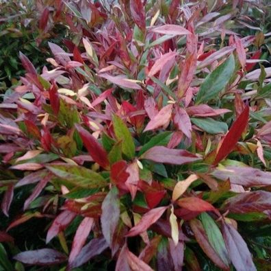 Traubenheide Simsalabim 30-40cm - Leucothoe walteri