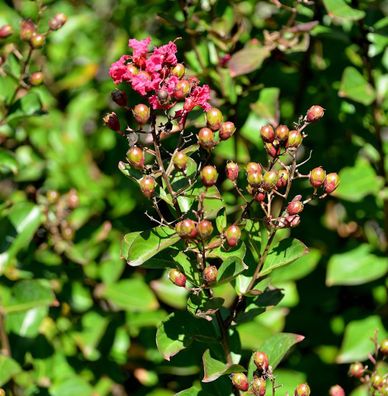 Chinesische Kräuselmyrte Coccinea 30-40cm - Lagerstroemia indica