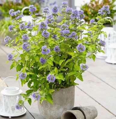 Bartblume Hint of Gold 40-60cm - Caryopteris clandonensis