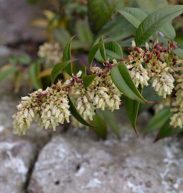 Traubenheide 40-60cm - Leucothoe fontanesiana