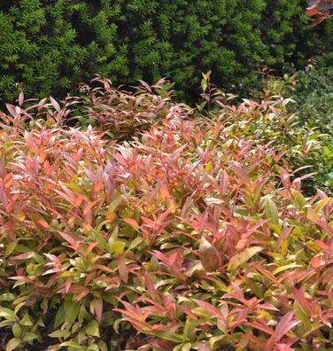 Traubenheide Zeblid 40-50cm - Leucothoe walteri