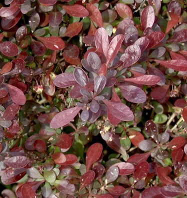 Rote Zwergberberitze 15-20cm - Berberis Atropurpurea