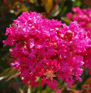 Chinesische Kräuselmyrte Berry Dazzle® 30-40cm - Lagerstroemia indica
