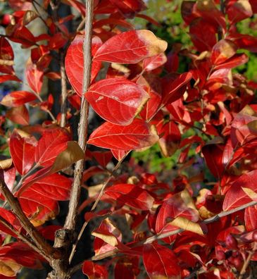 Chinesische Kräuselmyrte Enduring Red 30-40cm - Lagerstroemia indica