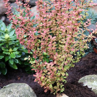 Berberitze Orange Rocket® 10-15cm - Berberis thunbergii