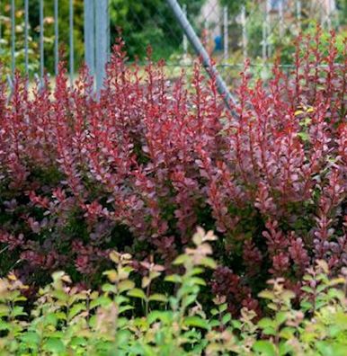 Beberitze Concorde 20-25cm - Berberis thunbergii