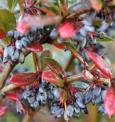 Großblättrige Berberitze 25-30cm - Berberis julianae