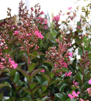 Chinesische Kräuselmyrte Petite Pink Monkie 125-150cm - Lagerstroemia indica