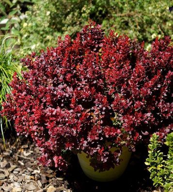 Beberitze Lutin Rouge® 20-25cm - Berberis thunbergii