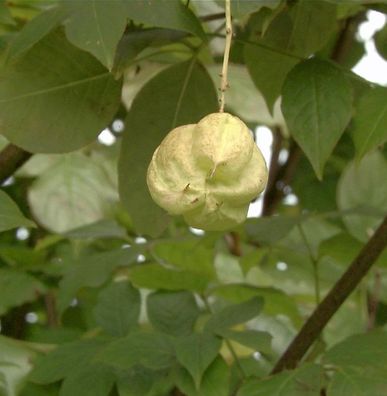 Kolchische Pimpernuss 100-125cm - Staphylea colchica