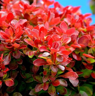 Zwerg Berberitze Orange Ice® 15-20cm - Berberis thunbergii