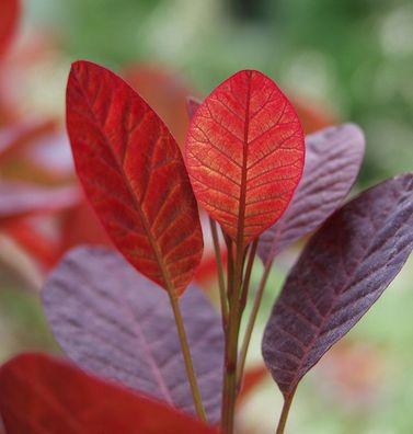 Perückenstrauch Magical Purple 25-30cm - Cotinus coggygria
