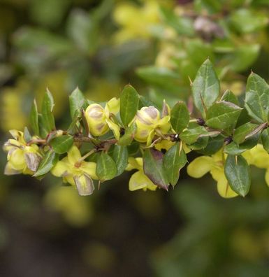 Warzen Berberitze 30-40cm - Berberis verruculosa