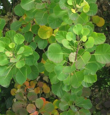 Perückenstrauch Old Fashioned® 25-30cm - Cotinus coggygria