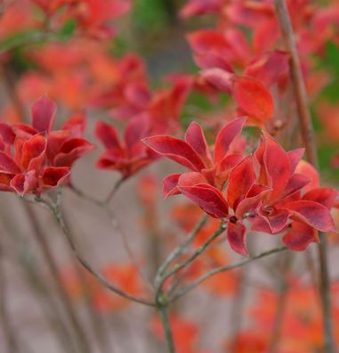 Frühblühende Prachtglocke 40-60cm - Enkianthus perulatus