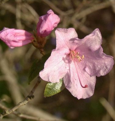 Frühlingsrhododendron Praecox 15-20cm