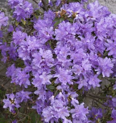 Zwerg Rhododendron Blumeria 15-20cm - Rhododendron impeditum - Zwerg Alpenrose