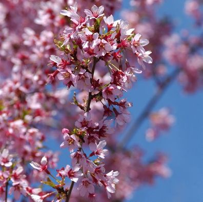 Zierkirsche Okame 60-80cm - Prunus Okame