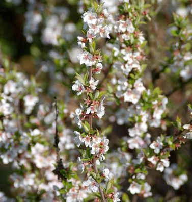 Zier Filzkirsche 60-80cm - Prunus tomemtosa
