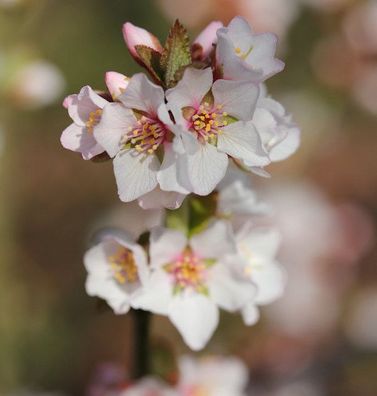 Filzkirsche Orient 60-80cm - Prunus tomemtosa