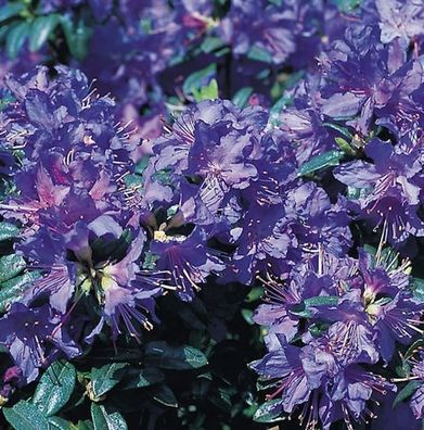 Zwerg Rhododendron Azurwolke 20-25cm - Rhododendron russatum - Zwerg Alpenrose