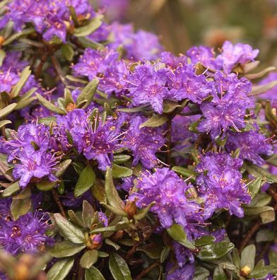 Zwerg Rhododendron Usambara 20-25cm - Rhododendron russatum - Zwerg Alpenrose