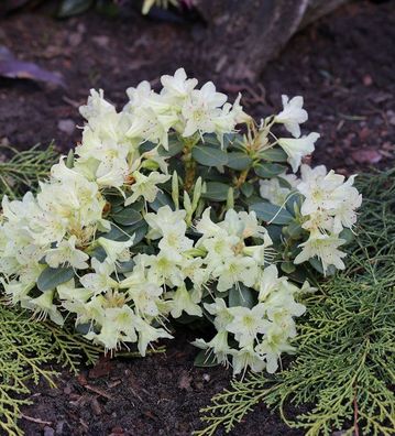 Zwerg Wild Alpenrose Crane 20-25cm - Rhododendron keiskei