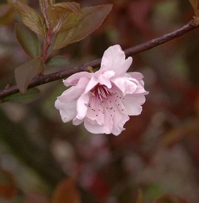 Hochstamm Zierkirsche 80-100cm - Prunus blireana