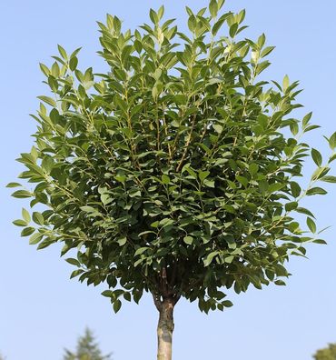 Hochstamm Steppenkirsche Globosa 80-100cm - Prunus fruticosa