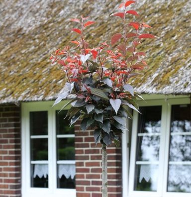 Hochstamm Blut Nelkenkirsche 100-125cm - Prunus serrulata