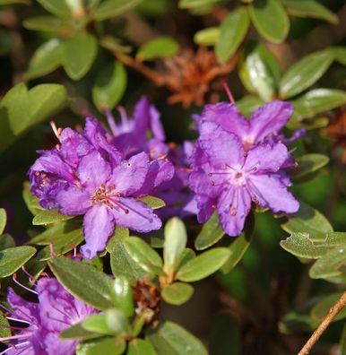 Rhododendron Frosthexe 15-20cm - Rhododendron anthopogon