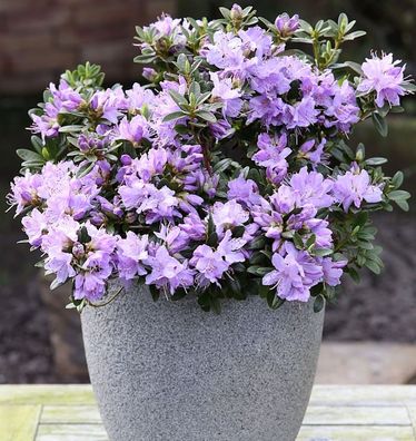 Zwerg Rhododendron Blaue Mauritius 25-30cm - Rhododendron impeditum - Zwerg Alpenrose