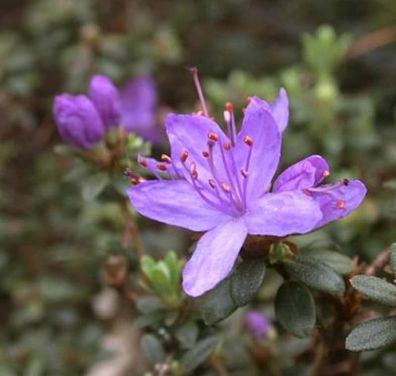 Zwerg Rhododendron Buchlovice 20-25cm - Rhododendron impeditum - Zwerg Alpenrose