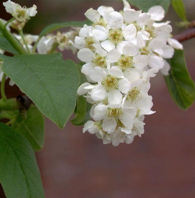 Traubenkirsche 100-125cm - Prunus padus