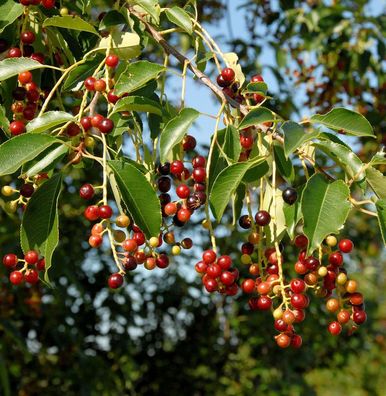Späte Traubenkirsche 125-150cm - Prunus serotina