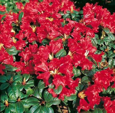 Zwerg Rhododendron Scarlet Wonder 25-30cm - Rhododendron repens - Zwerg Alpenrose