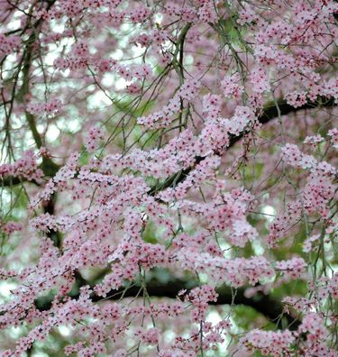 Zierkirsche Moseri 100-125cm - Prunus blireana