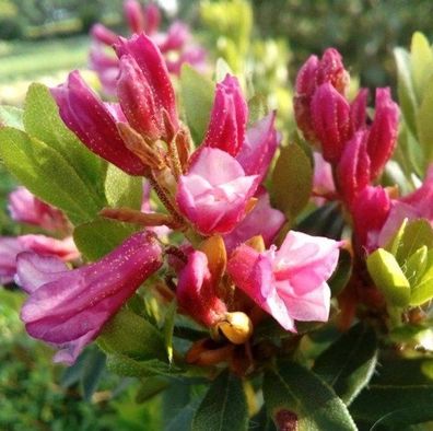 Bewimperte Alpenrose Typ Schnupper 10-15cm - Rhododendron hirsutum