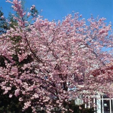 Rosa Winterkirsche 125-150cm - Prunus subhirtella