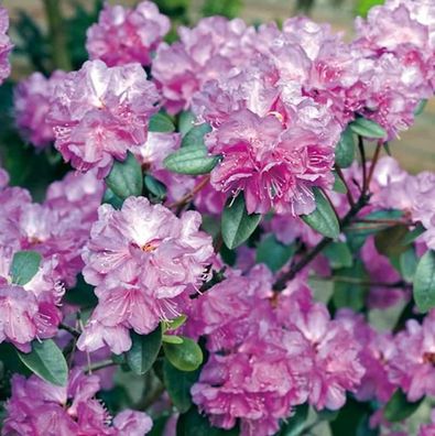 Zwerg Rhododendron P. J. Mezitt 25-30cm - Rhododendron impeditum - Zwerg Alpenrose