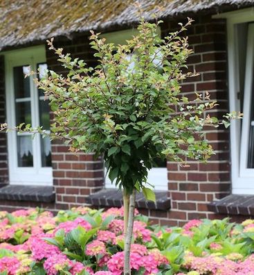Hochstamm Geschlitzte Zierkirsche Kojou no mai 100-125cm - Prunus incisa
