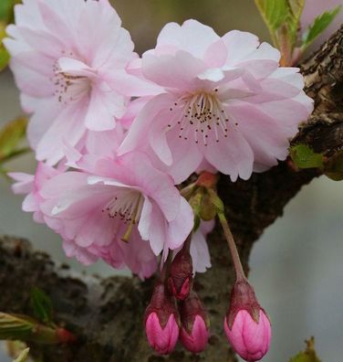 Hochstamm Frühe Zierkirsche 100-125cm - Prunus Accolade