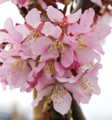 Hochstamm Zwerg Zierkirsche Ruby 100-125cm - Prunus kurilensis