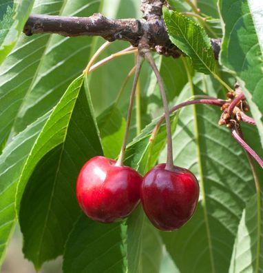 Süßkirsche Büttners Rote Knorpel 60-80cm - hellrote süße Früchte