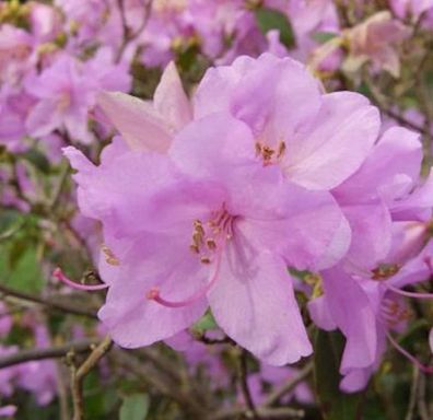 Zwerg Alpenrose Robert Seleger 20-25cm - Rhododendron keleticum